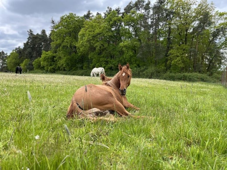 Arabian horses Mare 4 years 14 hh Chestnut-Red in Kastl