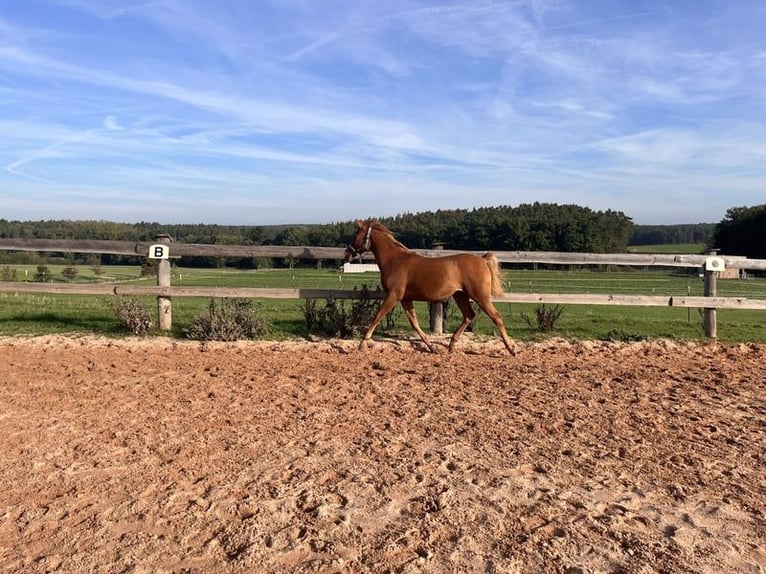 Arabian horses Mare 4 years 14 hh Chestnut-Red in Kastl