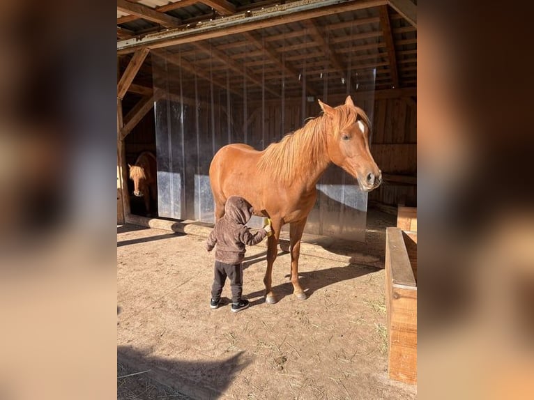 Arabian horses Mare 4 years 14 hh Chestnut-Red in Kastl
