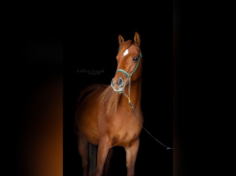 Arabian horses Mare 4 years 14 hh Chestnut-Red in Kastl