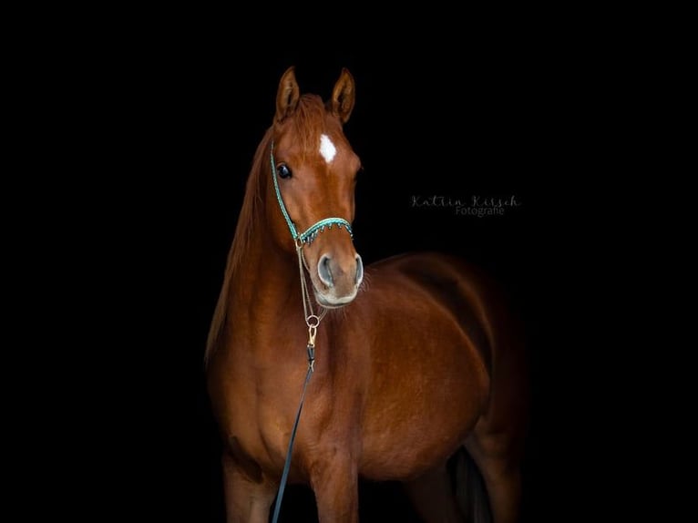Arabian horses Mare 4 years 14 hh Chestnut-Red in Kastl