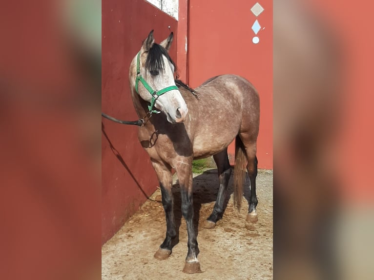 Arabian horses Mare 4 years 14 hh Grey in Albala