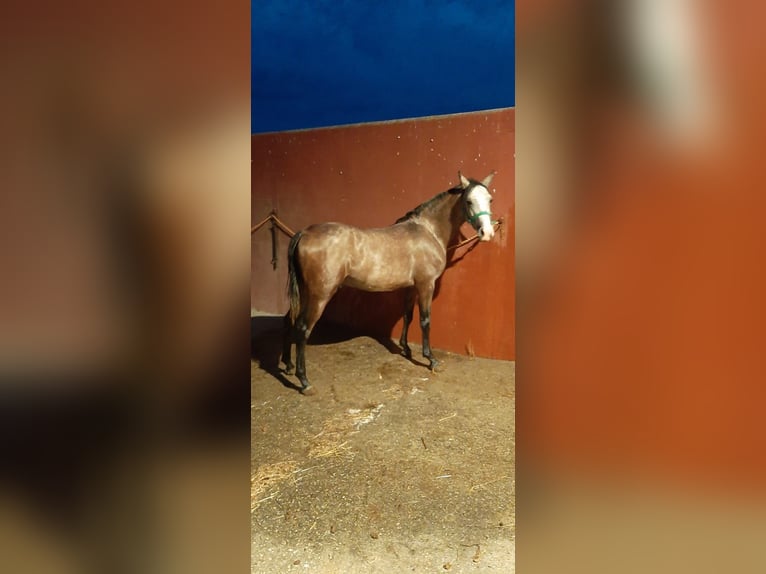 Arabian horses Mare 4 years 14 hh Grey in Albala