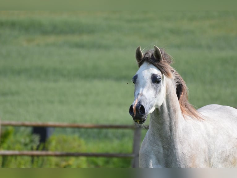 Arabian horses Mare 4 years 14,1 hh Grey in Hobro