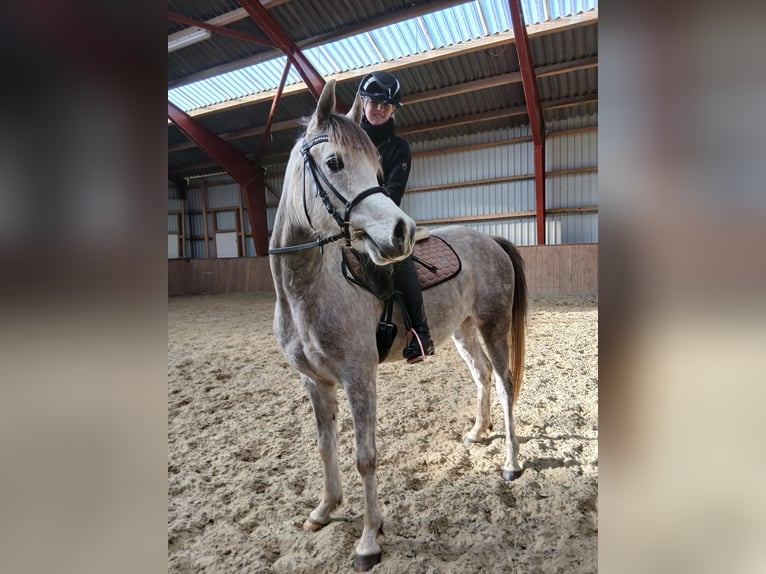 Arabian horses Mare 4 years 14,1 hh Grey in Hobro