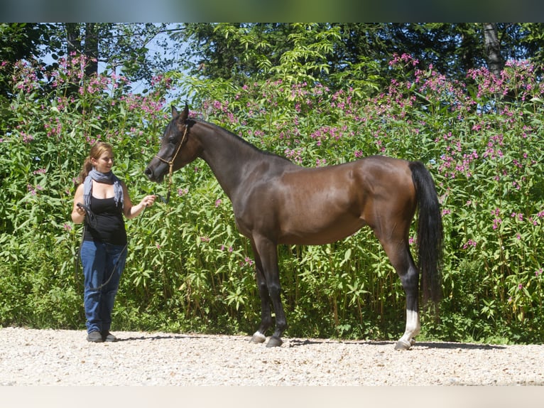 Arabian horses Mare 4 years 14,2 hh Brown in Hinterstoder