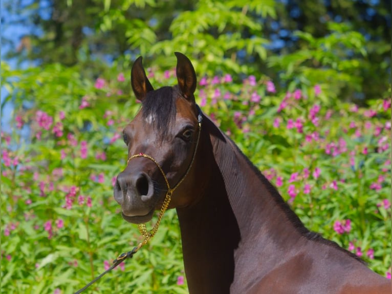 Arabian horses Mare 4 years 14,2 hh Brown in Hinterstoder