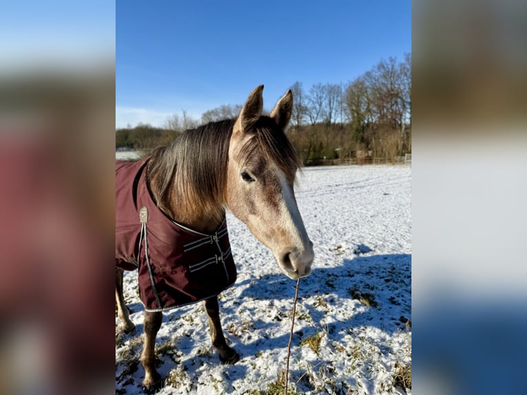 Arabian horses Mare 4 years 14,2 hh Can be white in Schermbeck
