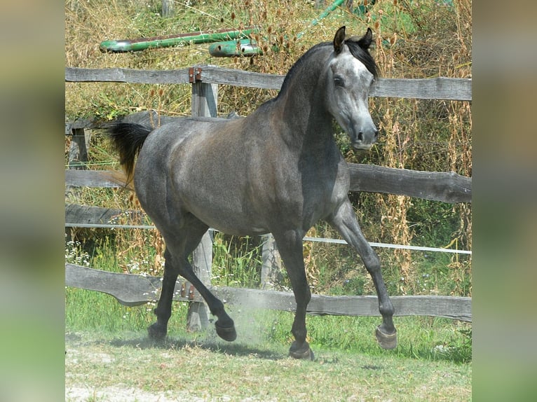 Arabian horses Mare 4 years 14,2 hh Grey in Koprivnica
