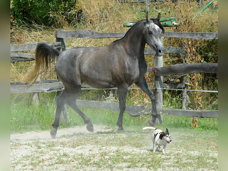 Arabian horses Mare 4 years 14,2 hh Grey in Koprivnica