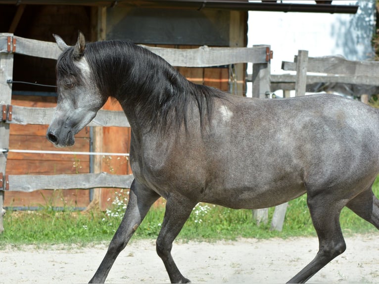 Arabian horses Mare 4 years 14,2 hh Grey in Koprivnica