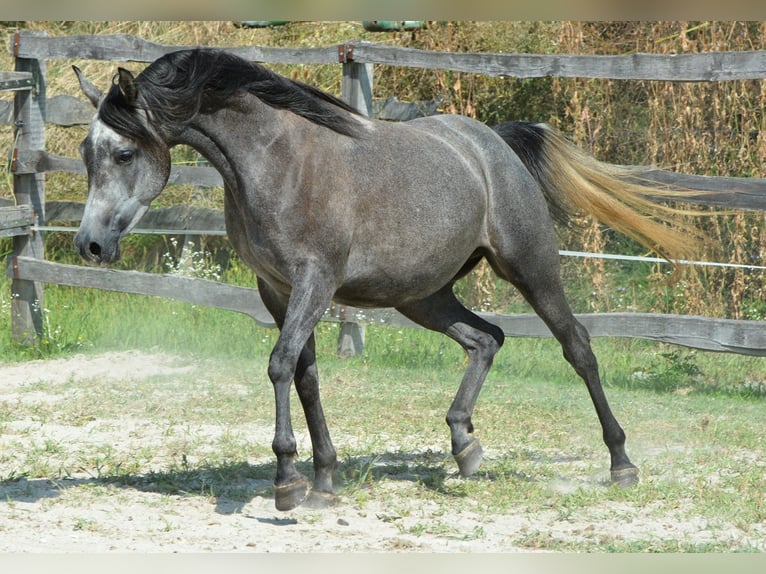 Arabian horses Mare 4 years 14,2 hh Grey in Koprivnica