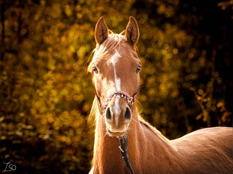 Arabian horses Mare 4 years 14,3 hh Chestnut in Nagykanizsa