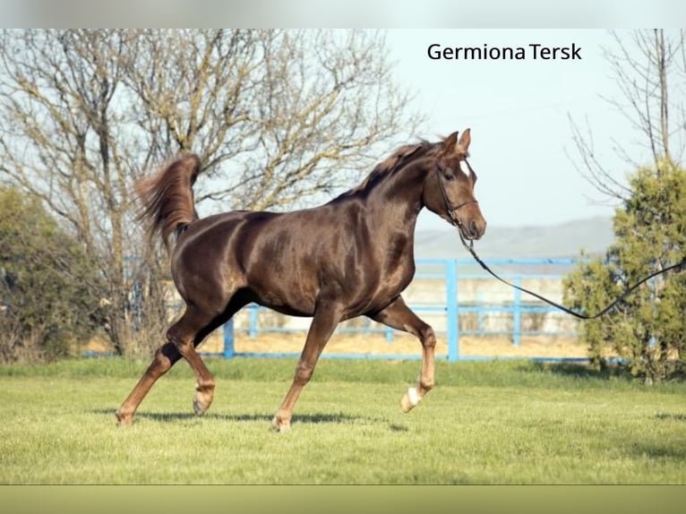 Arabian horses Mare 4 years 14,3 hh Chestnut-Red in Theresienfeld