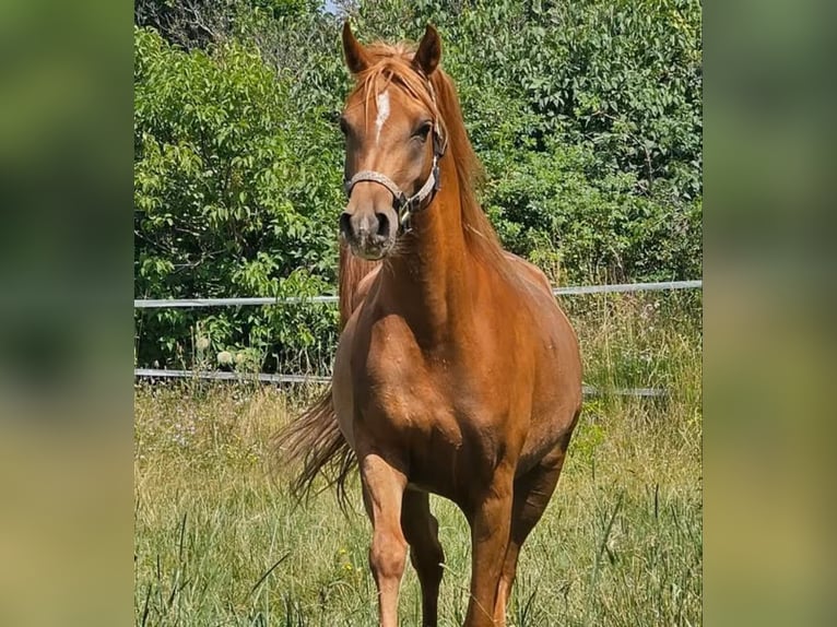 Arabian horses Mare 4 years 14,3 hh Chestnut-Red in Theresienfeld