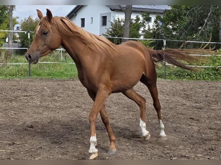 Arabian horses Mare 4 years 14,3 hh Chestnut-Red in Theresienfeld
