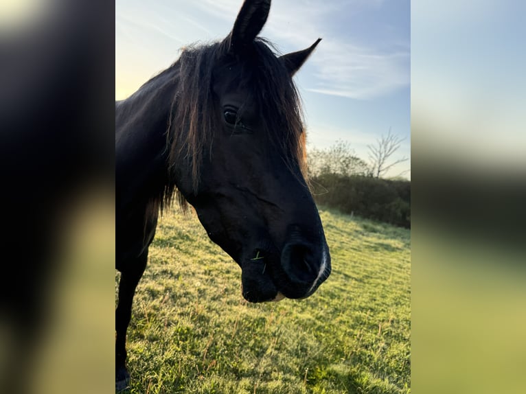 Arabian horses Mare 4 years 15.1 hh Black in Hobro