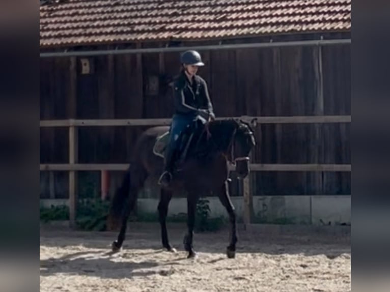 Arabian horses Mare 4 years 15.1 hh Black in Itzgrund