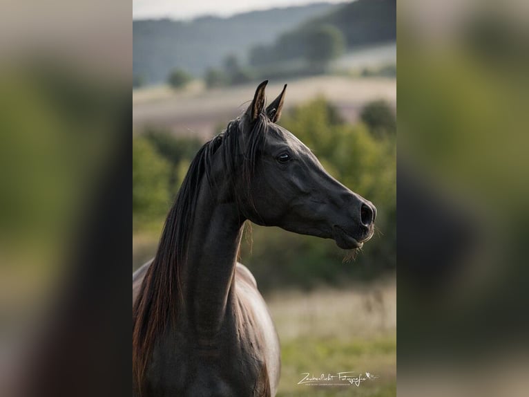 Arabian horses Mare 4 years 15.1 hh Black in Itzgrund