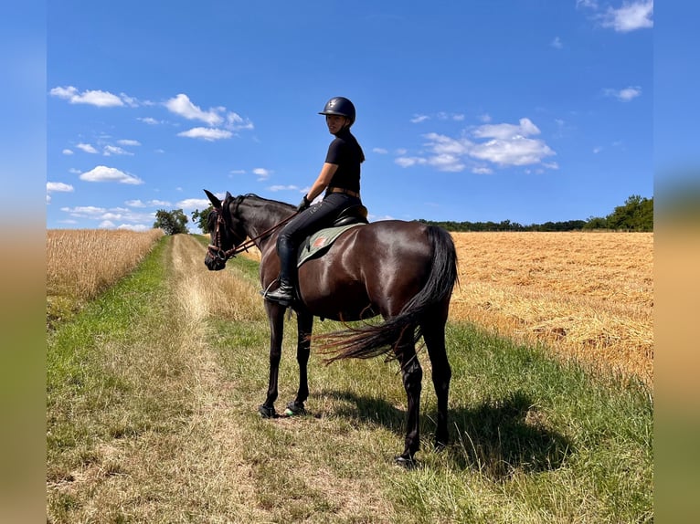 Arabian horses Mare 4 years 15.1 hh Black in Itzgrund