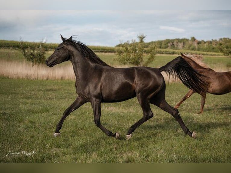 Arabian horses Mare 4 years 15.1 hh Black in Itzgrund