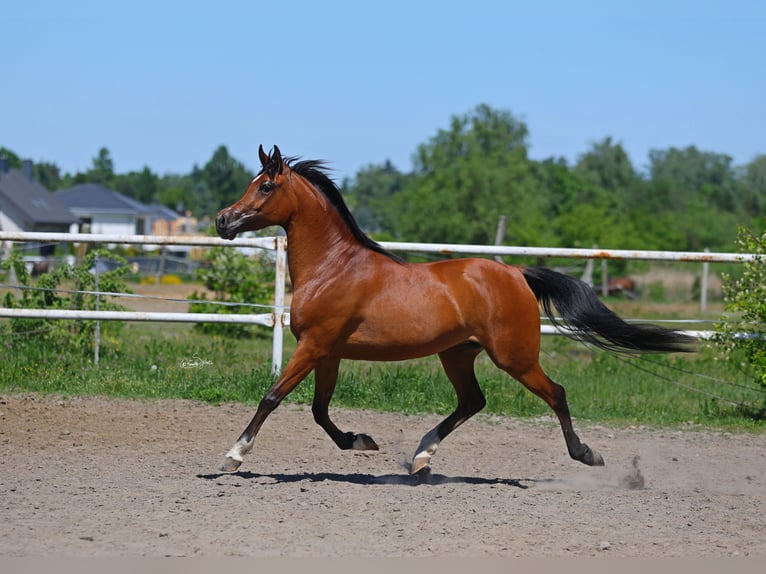 Arabian horses Mare 4 years 15.1 hh Brown in Lodz