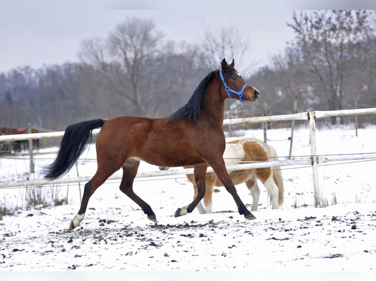 Arabian horses Mare 4 years 15.1 hh Brown in Lodz