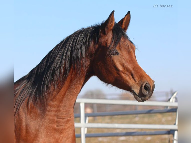 Arabian horses Mare 4 years 15,1 hh Brown in Pastetten