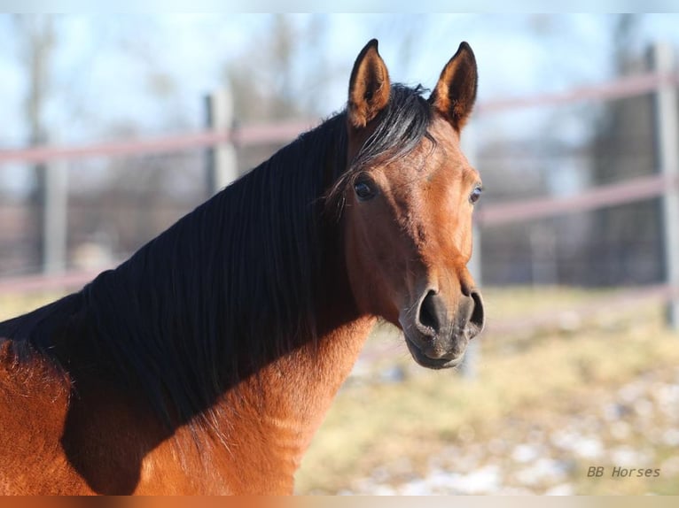 Arabian horses Mare 4 years 15,1 hh Brown in Pastetten