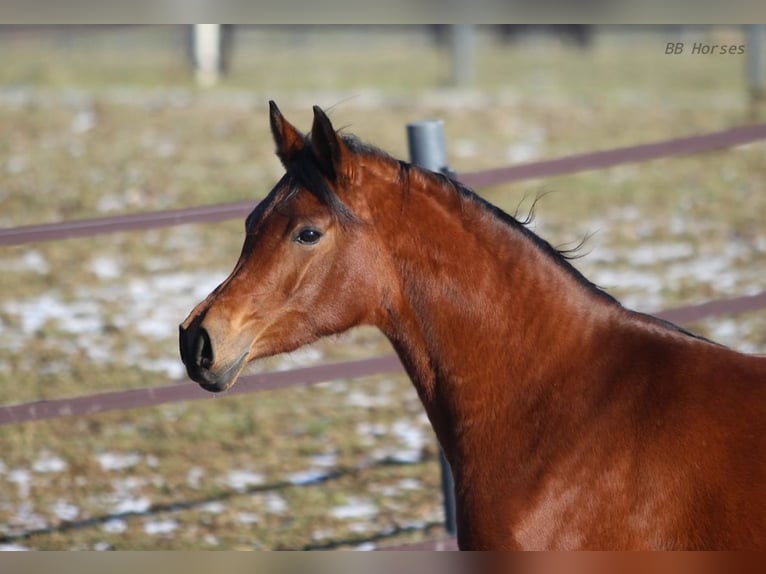 Arabian horses Mare 4 years 15,1 hh Brown in Pastetten