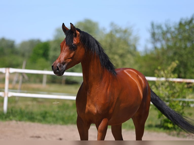 Arabian horses Mare 4 years 15.1 hh Brown in Lodz