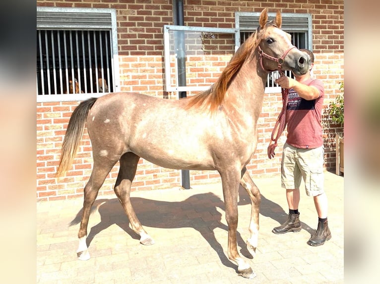 Arabian horses Mare 4 years 15,1 hh Chestnut-Red in Biel-Benken BL