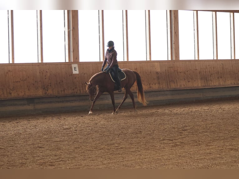 Arabian horses Mare 4 years 15.1 hh Chestnut-Red in Amtzell