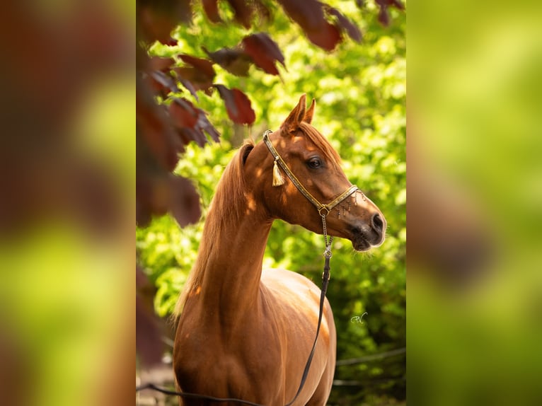 Arabian horses Mare 4 years 15.1 hh Chestnut-Red in Amtzell