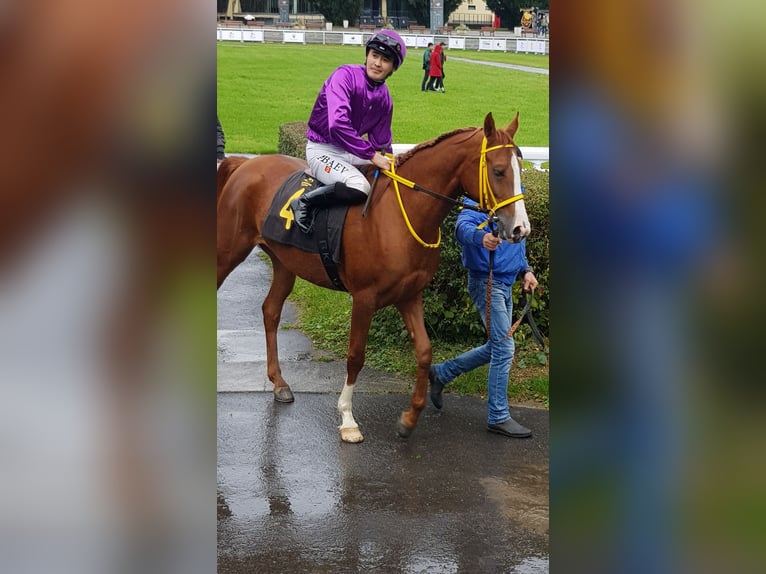 Arabian horses Mare 4 years 15,1 hh Chestnut-Red in Warszawa