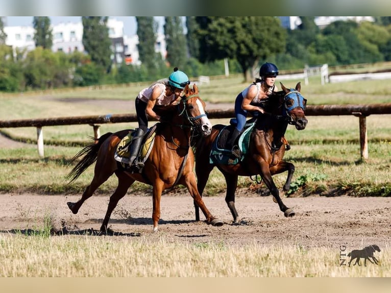 Arabian horses Mare 4 years 15,1 hh Chestnut-Red in Warszawa