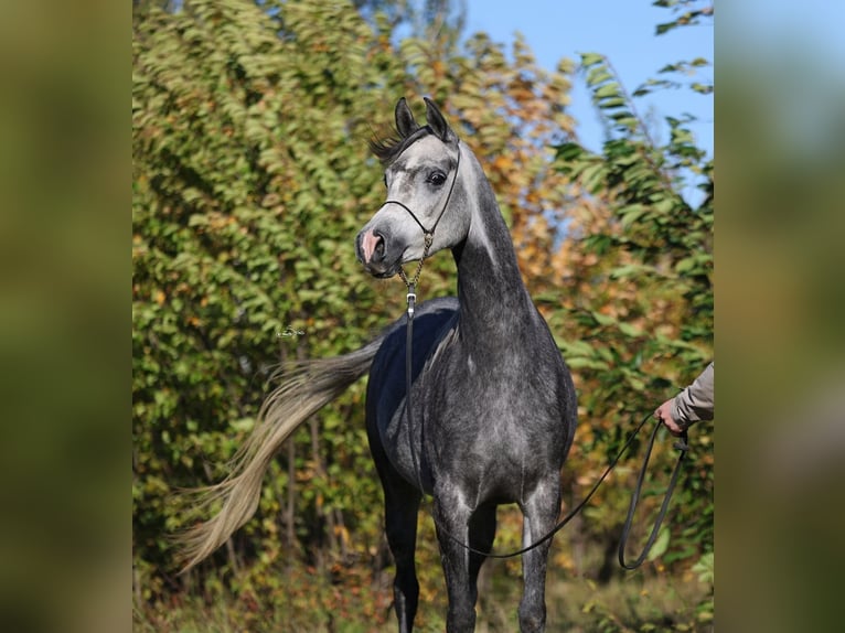 Arabian horses Mare 4 years 15,1 hh Gray in Lodz