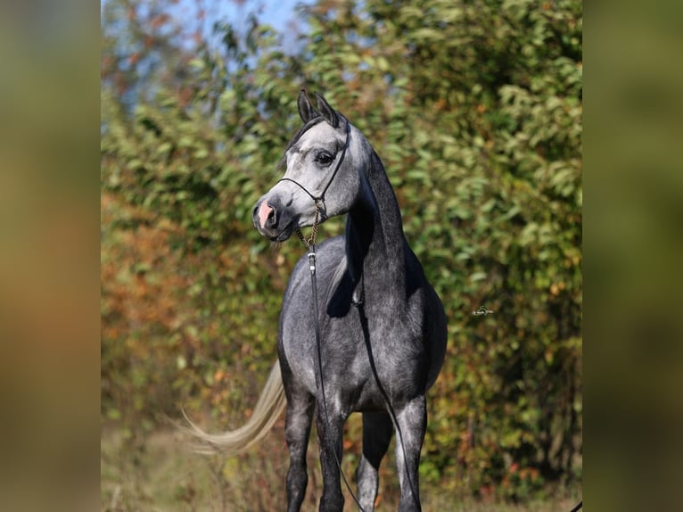 Arabian horses Mare 4 years 15,1 hh Gray in Lodz