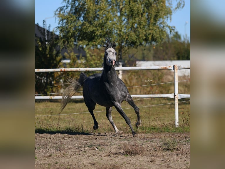 Arabian horses Mare 4 years 15,1 hh Gray in Lodz