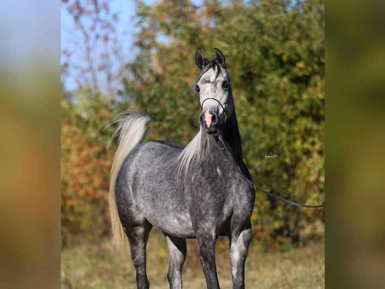 Arabian horses Mare 4 years 15,1 hh Gray in Lodz