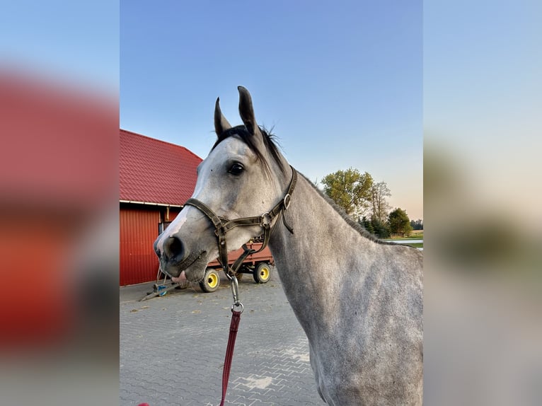 Arabian horses Mare 4 years 15,1 hh Gray in WalerianyWarszawa