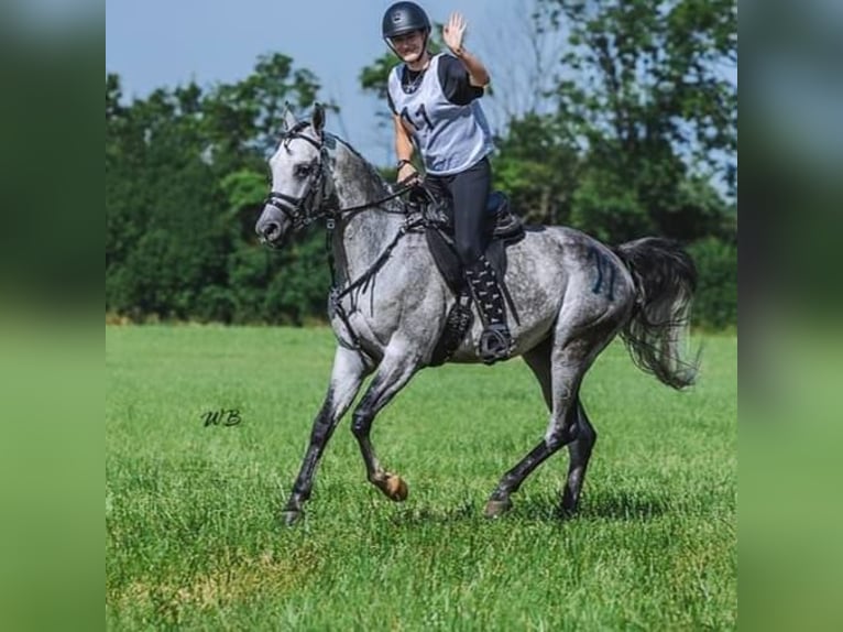 Arabian horses Mare 4 years 15,1 hh Gray in Kotuszöw