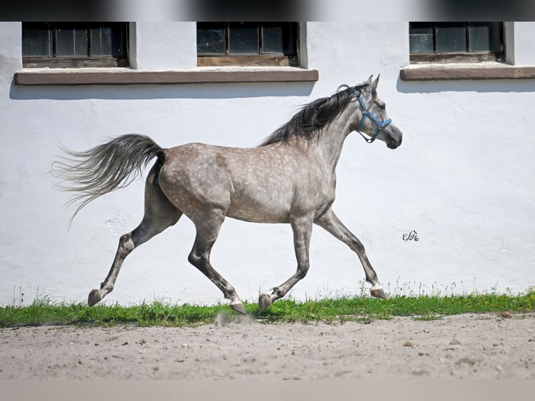 Arabian horses Mare 4 years 15,1 hh Gray in Kotuszöw