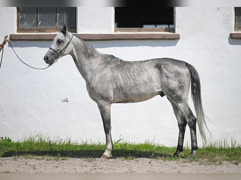 Arabian horses Mare 4 years 15,1 hh Gray in Kotuszöw