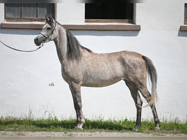 Arabian horses Mare 4 years 15,1 hh Gray in Kotuszöw