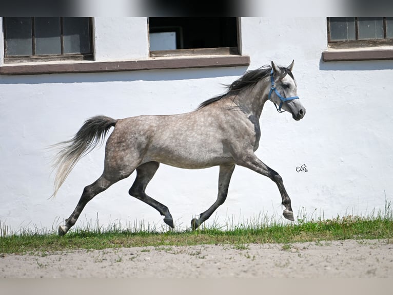 Arabian horses Mare 4 years 15,1 hh Gray in Kotuszöw