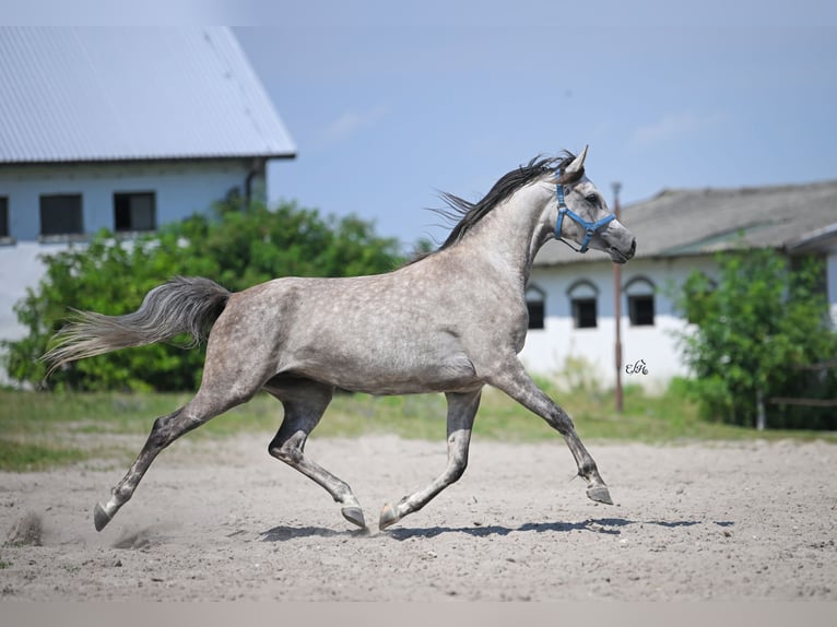 Arabian horses Mare 4 years 15,1 hh Gray in Kotuszöw