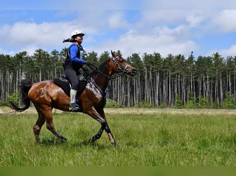 Arabian horses Mare 4 years 15,1 hh Gray in Kotuszöw