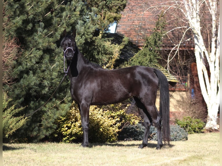 Arabian horses Mare 4 years 15.2 hh Black in Santok