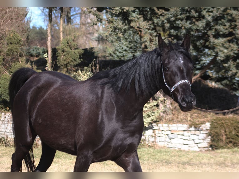 Arabian horses Mare 4 years 15.2 hh Black in Santok